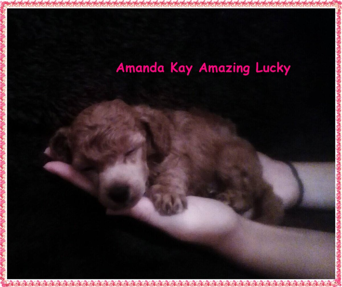 Amanda Kay - 4 týdny - REZERVOVANÁ