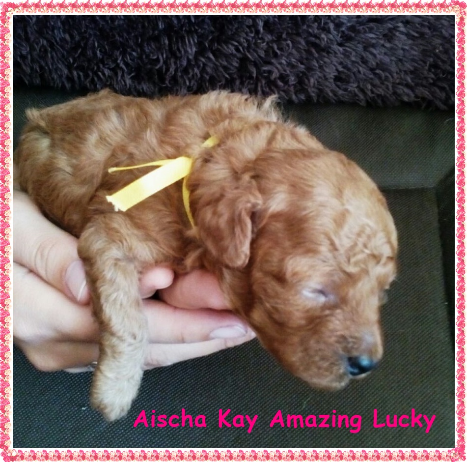 Aischa Kay Amazing Lucky 14 dní - REZERVOVANÁ